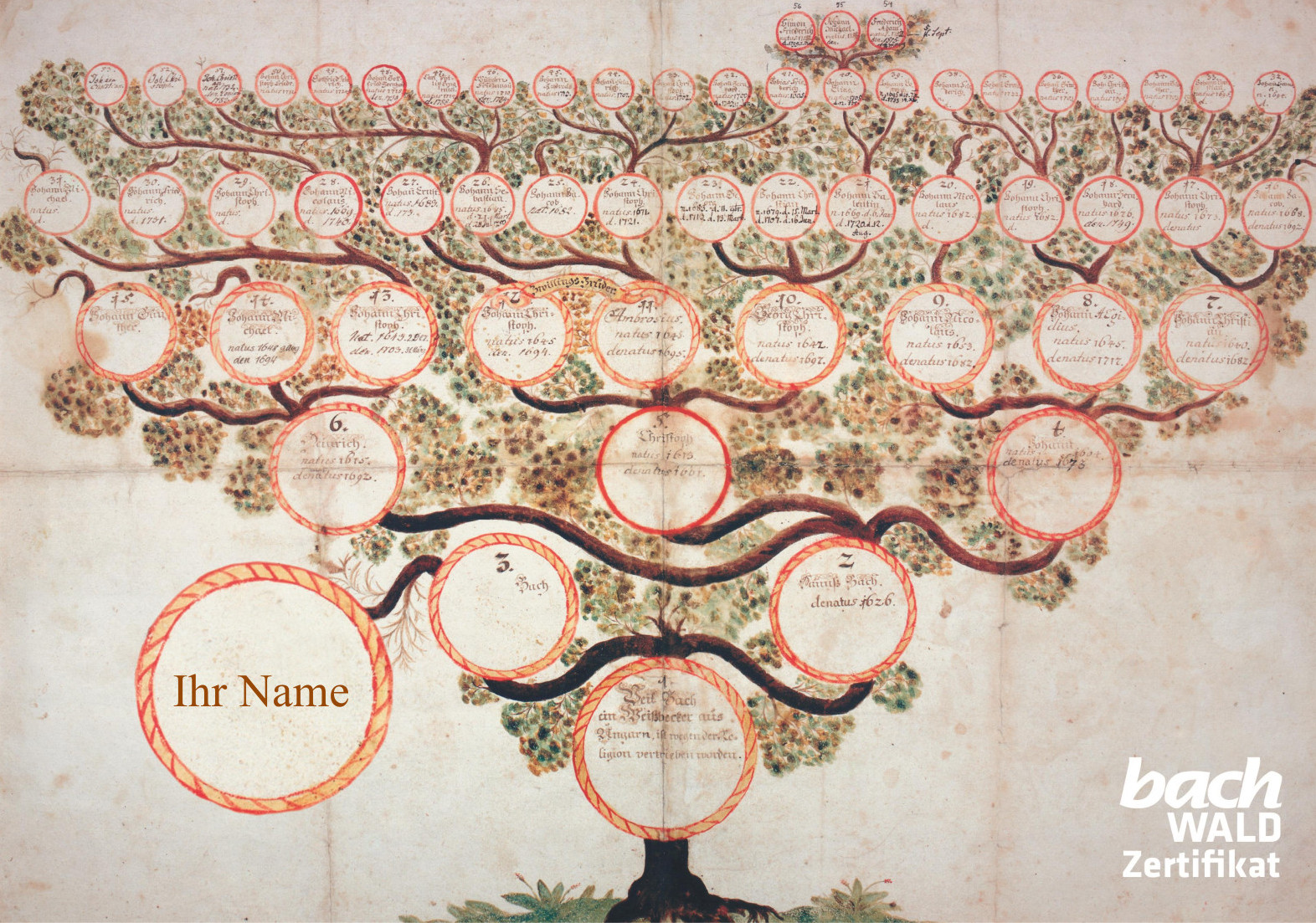 Bach-Stammbaum-Zerftifikat